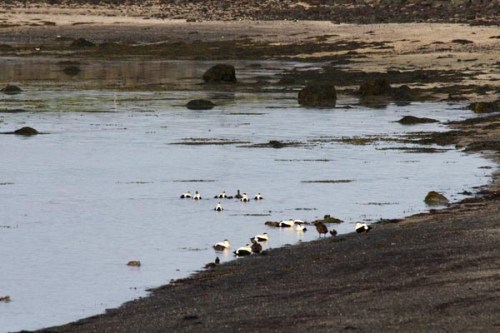 Æðarfugl við Bakkagranda fjöru