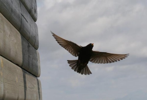 Starri á leið í hreiður